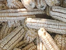 Продам оптом кукурузу 