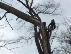 СПИЛ АВАРИЙНЫХ ДЕРЕВЬЕВ 