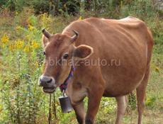 Продается 🐄 