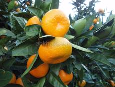 Мандарины  продаём🍊 