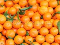 Продается мандарин 🍊 собранный где то 1.5 тонны срочно ‼️ 