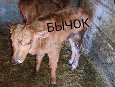 ПРОДАЮ БЫЧОК И ТЁЛОЧКУ 