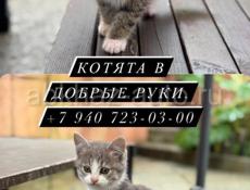 Котята