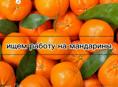 ИЩУ РАБОТУ НА СБОР МАНДАРИН