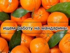 ИЩУ РАБОТУ НА СБОР МАНДАРИН