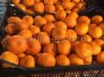 Продам мандарины 75р