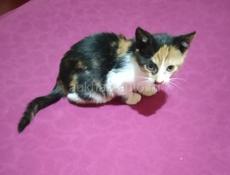 Отдаём в добрые руки котёнка!
