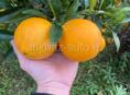 Продаю апельсины 🍊 