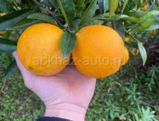 Продаю апельсины 🍊 