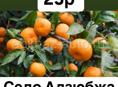 Мандарины 🍊 САМОСБОР 25р 