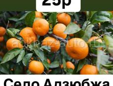 Мандарины 🍊 САМОСБОР 25р 