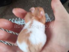 Сирийские хомяки
