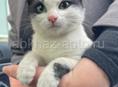 Котенок в заботливые руки 