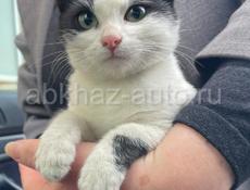 Котенок в заботливые руки 