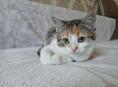 Котенок в надёжные руки