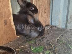 Продаю кроликов смешеной  породы