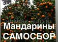 Мандарины самосбор 25р