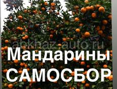 Мандарины самосбор 25р
