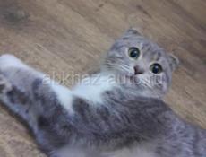 Нужен кот для вязки 