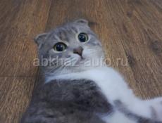 Нужен кот для вязки 