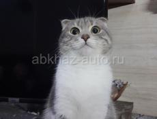 Нужен кот для вязки 