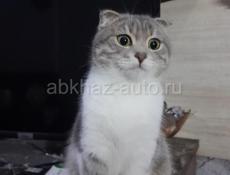 Нужен кот для вязки 