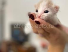Замурчательный котенок в семью 