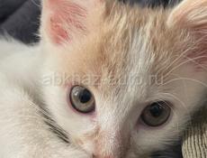 Замурчательный котенок в семью 