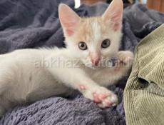 Замурчательный котенок в семью 
