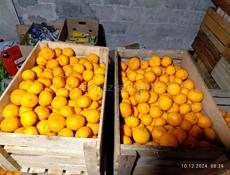 Продам мандарины