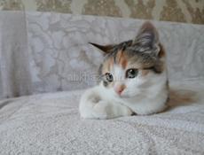  Счастье в дом