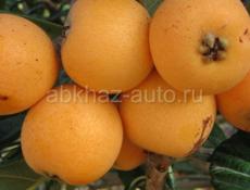 Мушмула саженцы