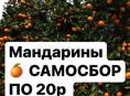 Мандарины самосбор 20р 
