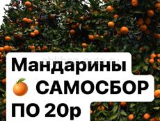 Мандарины самосбор 20р 