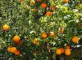 Продаю апельсины🍊с дерева 