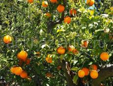 Продаю апельсины🍊с дерева 