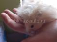 Сирийские хомяки