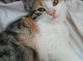 Котенок