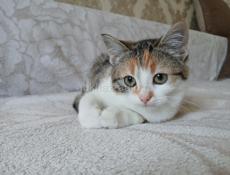 Котенок