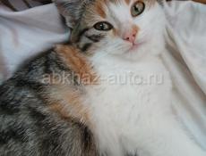 Котенок