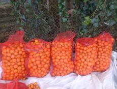 Продам мандарины