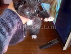 ОТДАМ КОТЁНКА 