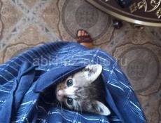 ОТДАМ КОТЁНКА 