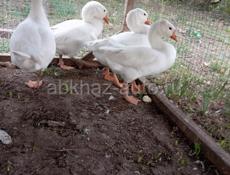 Продаются гуси