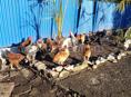 Куры 🐔 5-ти месячные  и питухи 