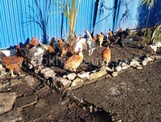 Куры 🐔 5-ти месячные  и питухи 