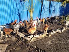Куры 🐔 5-ти месячные  и питухи 