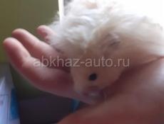 Джунгарские и сирийские хомяки