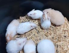 Джунгарские и сирийские хомяки