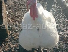Продам индюков